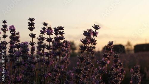 Lavender flowers silhouetted against a beautiful golden sunset