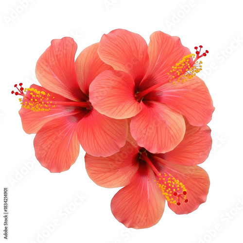 Vibrant coral hibiscus flowers with yellow stamens tropical bloom