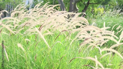 Dancing Foxtail Grasses in the Sunlight