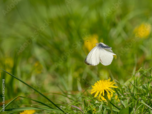 Small White Butterfly in Flight