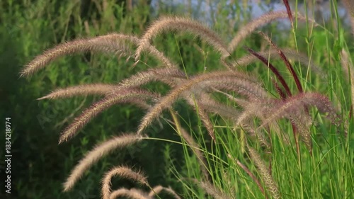 Dancing Foxtail Grasses in the Sunlight