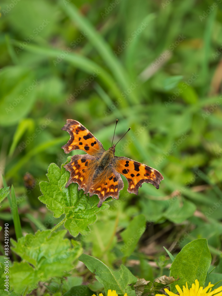 Obraz premium A Comma Butterfly Resting in a Meadow
