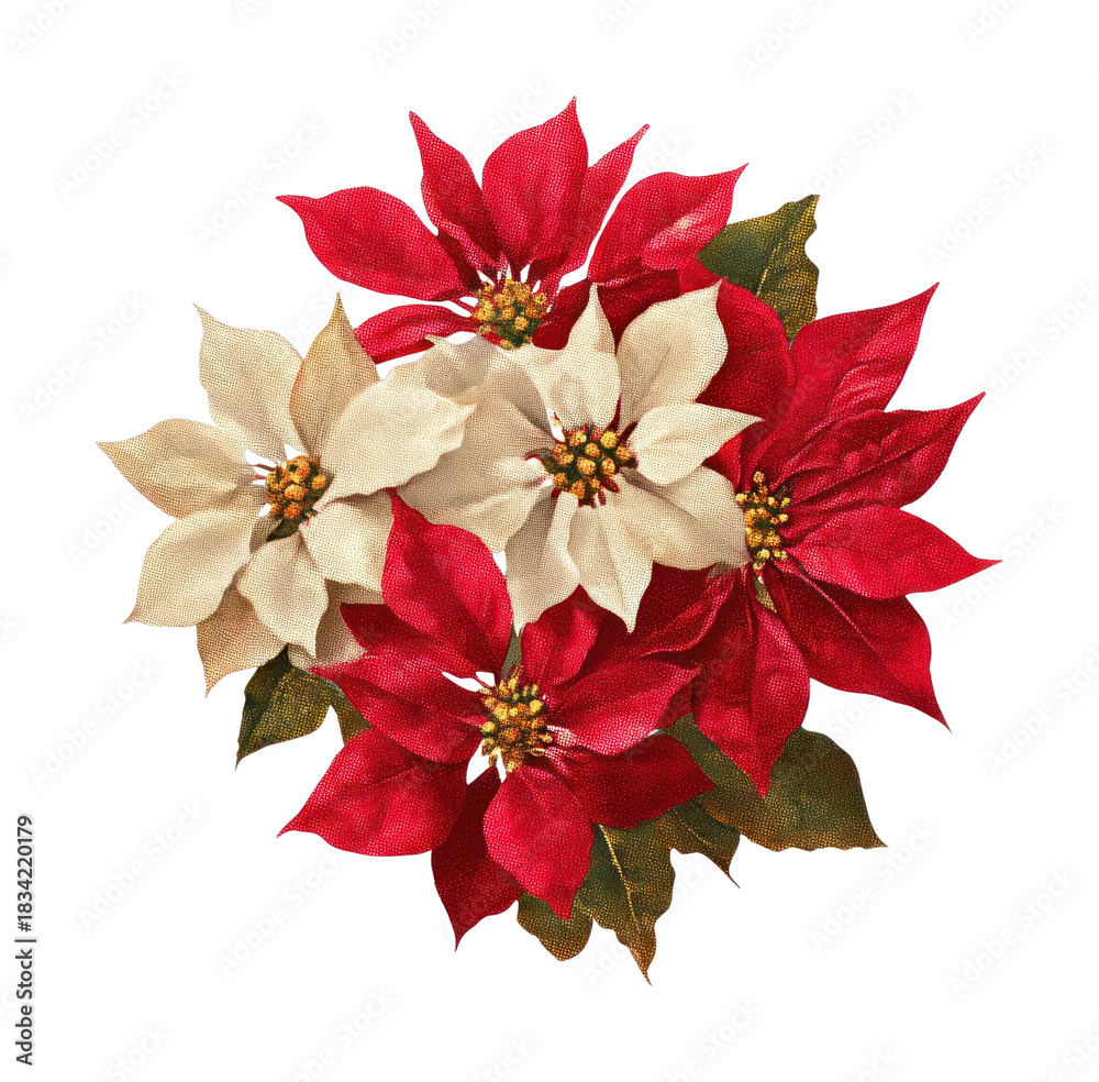 Fototapeta premium PNG Vibrant poinsettia floral illustration.