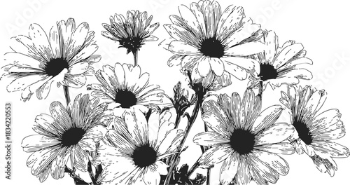 Daisy flowers sketch, hand drawn black and white botanical bouquet. Vector illustration