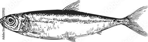 Herring fish sketch, hand drawn side view with detailed fins and scales. Vector illustration