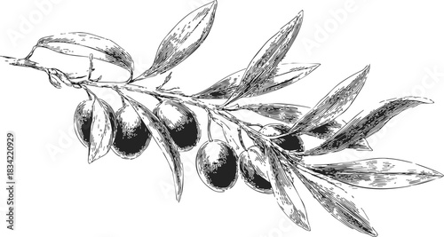 Olive branch sketch hand drawn with leaves and ripe olives. Vector illustration
