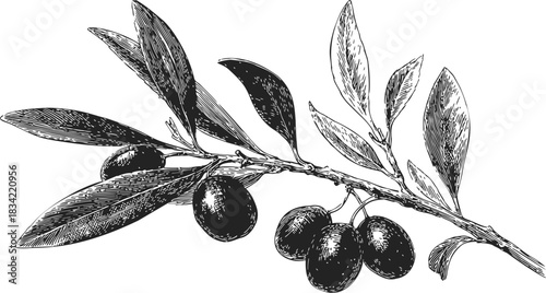 Olive branch sketch hand drawn with leaves and ripe olives. Vector illustration