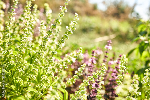A close view of blooming basil plants in a garden filled with greenery and colorful flowers. Bright sunlight illuminates the fresh leaves and delicate white blossoms in a peaceful setting.