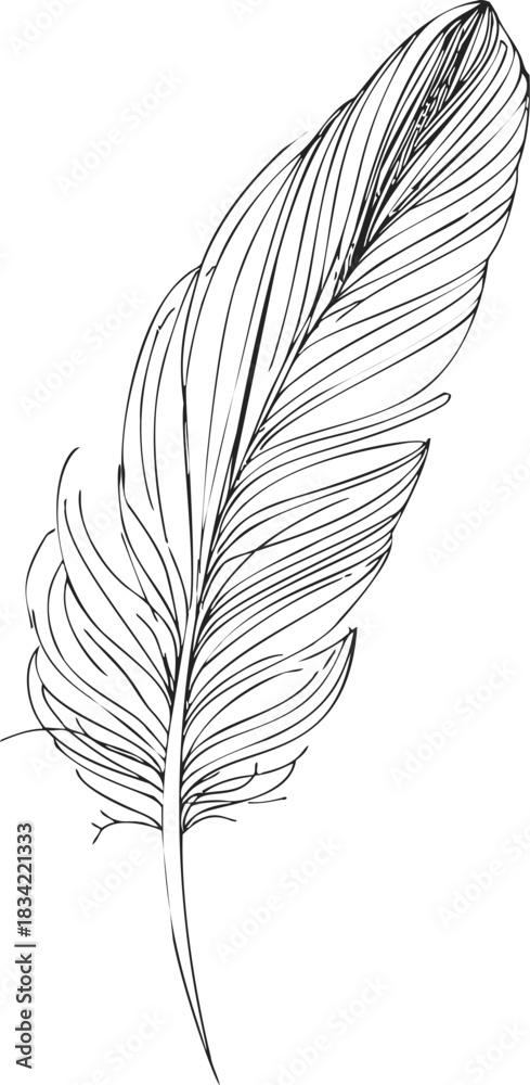 Obraz premium Feather sketch hand drawn style with detailed line art on white. Vector illustration