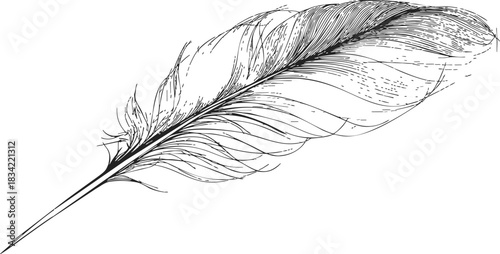 Feather sketch hand drawn detailed single bird plume isolated on white. Vector illustration