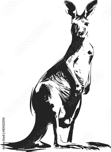 Kangaroo sketch hand drawn style standing with tail extended. Vector illustration