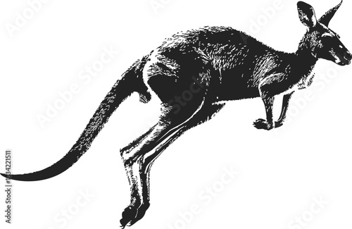 Kangaroo sketch hand drawn style leaping in dynamic pose. Vector illustration