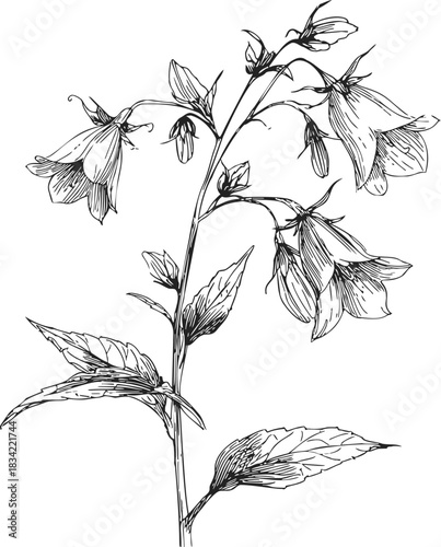 Bellflower sketch hand drawn botanical stem with leaves and blossoms. Vector illustration