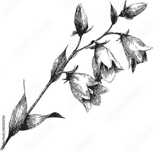 Bellflower branch sketch, hand drawn botanical line art with detailed flowers and leaves. Vector illustration