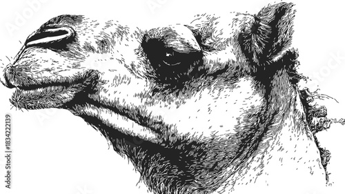 Camel head sketch, hand drawn detailed portrait in black and white. Vector illustration