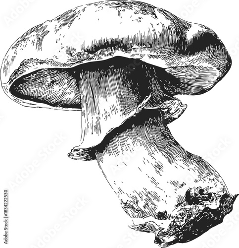 Mushroom hand drawn sketch, detailed botanical fungus illustration. Vector illustration