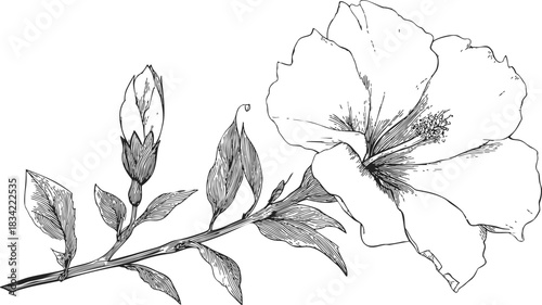 Hibiscus flower sketch, hand drawn botanical branch with bud and leaves. Vector illustration