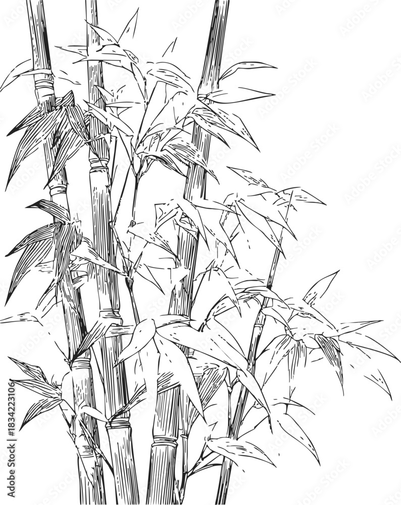 Obraz premium Bamboo stalks sketch hand drawn with leaves in detailed botanical style. Vector illustration
