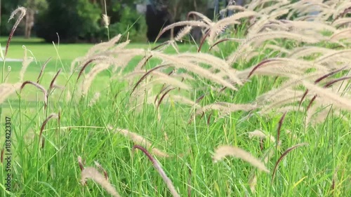 Dancing Foxtail Grasses in the Sunlight