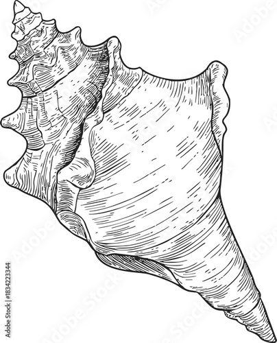 Conch shell sketch hand drawn detailed marine seashell illustration. Vector illustration