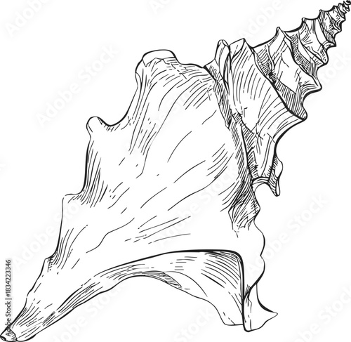 Conch shell sketch, hand drawn vector, detailed spiral seashell illustration. Vector illustration