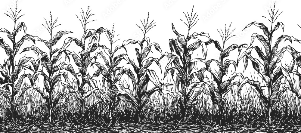Fototapeta premium Corn field sketch, hand drawn black and white maize plants in row. Vector illustration