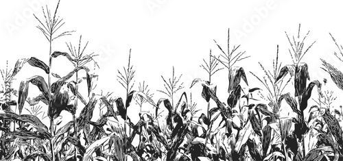 Corn field sketch, hand drawn vector, dense maize plants with leaves and tassels. Vector illustration