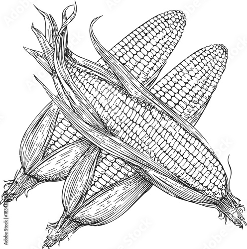 Corn cobs sketch hand drawn detailed illustration with husks. Vector illustration