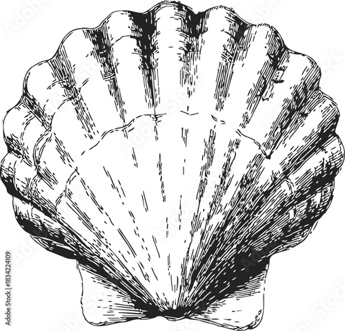 Scallop shell sketch, hand drawn line art with detailed textured ridges. Vector illustration