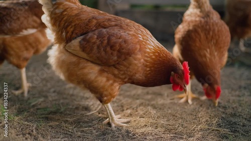 free range chicken on farm