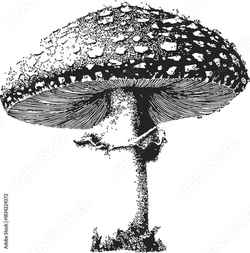 Mushroom sketch hand drawn detailed botanical illustration with textured cap and gills. Vector illustration