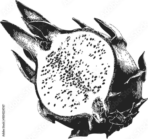 Dragon fruit half sketch, hand drawn detailed pitaya with seeds and spiky rind. Vector illustration
