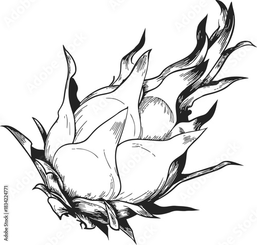 Dragon fruit sketch hand drawn with detailed spiky leaves and textured surface. Vector illustration