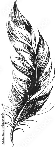 Feather sketch hand drawn black and white detailed illustration. Vector illustration