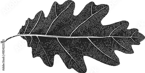 Oak leaf sketch hand drawn with detailed veins and textured surface. Vector illustration