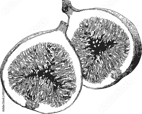 Fig fruit hand drawn sketch, detailed cross section with seeds. Vector illustration