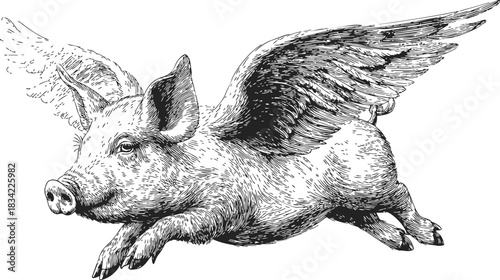 Flying pig sketch, hand drawn style, detailed wings, whimsical fantasy animal. Vector illustration