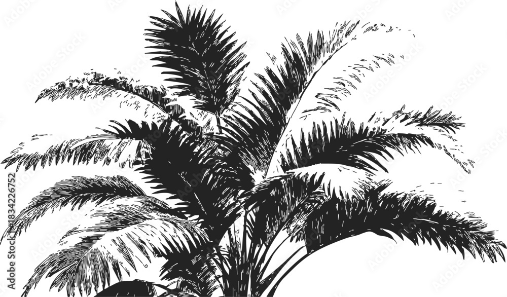 Obraz premium Palm tree sketch hand drawn detailed tropical foliage on white background. Vector illustration