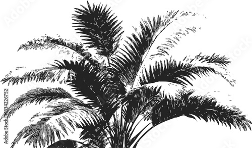 Palm tree sketch hand drawn detailed tropical foliage on white background. Vector illustration
