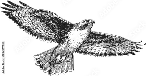 Hawk flying sketch, hand drawn detailed wings and feathers. Vector illustration