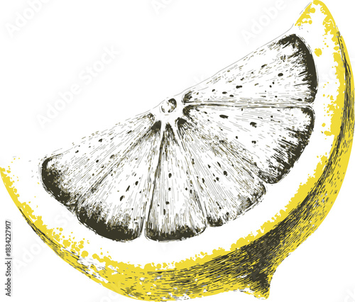 Lemon wedge sketch hand drawn detailed citrus fruit slice. Vector illustration