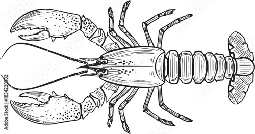 Lobster sketch hand drawn detailed crustacean top view isolated on white. Vector illustration