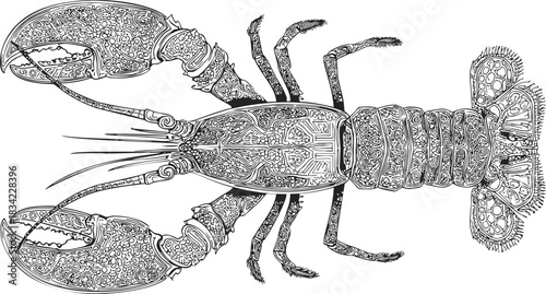Lobster sketch hand drawn with intricate ornamental patterns, top view. Vector illustration
