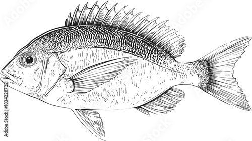 Fish sketch hand drawn detailed side view with fins and scales. Vector illustration