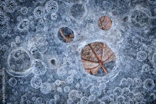 Frozen Leaves and Air Bubbles in Textured Ice