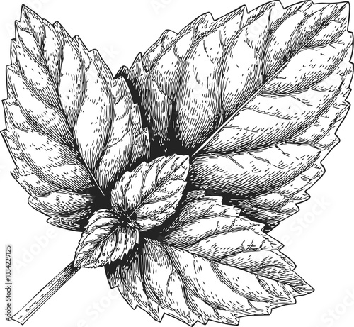 Mint leaves sketch hand drawn botanical detailed foliage. Vector illustration