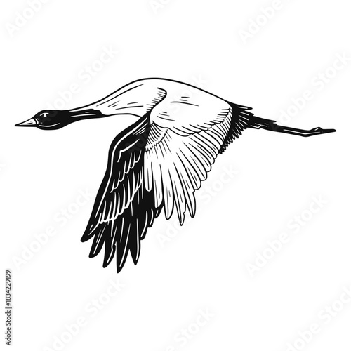 Flying heron black and white