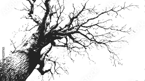 Bare tree sketch hand drawn upward view with spreading branches. Vector illustration