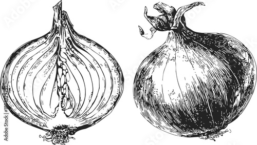 Onion hand drawn sketch, whole and half bulb detailed line art. Vector illustration
