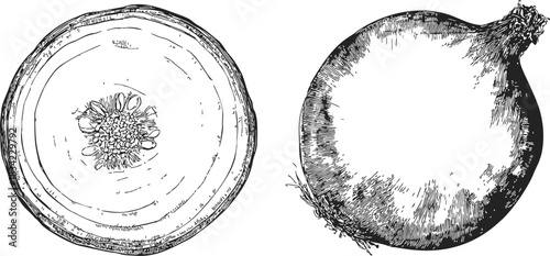 Onion hand drawn sketch, whole bulb and cross section detailed. Vector illustration